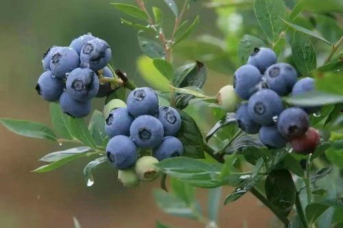 蓝莓春高明星,探寻春日里的璀璨明珠